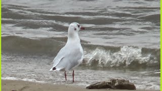 Птицы видео / Чайка / Футажи для видеомонтажа