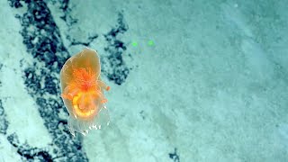 Eye-catching Translucent Tunicate and Sea Cucumber | Nautilus Live