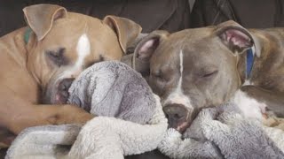 This dog's best friend was abandoned. His dad adopted him and reunited them.
