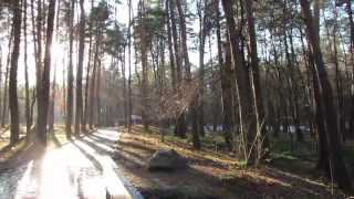 Сосновый лес. Парк в лесу. Футажи лес.