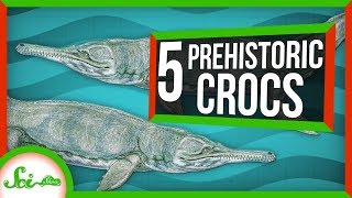 5 of the Strangest Prehistoric Crocs