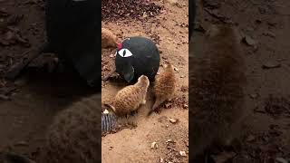 Meerkats get Halloween Enrichment - Cincinnati Zoo #shorts