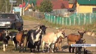Фермеры из Курагинского района начали разводить коз в условиях тайги