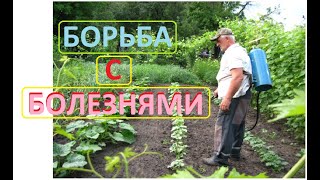 Профилактическая обработка рассады помидор и огурцов от болезней