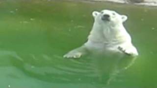 Белый медведь в московсом зоопарке (The Polar bear in the Moscow zoo)