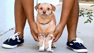 Dog with the cutest underbite gets second chance at life
