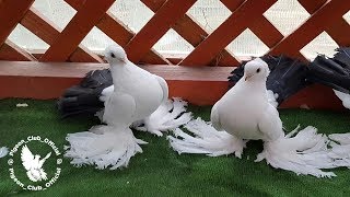 Сизо Хвостые Голуби - Красота глаз не Оторвать . Новочеркасские Статные ( MîRZEA M /România)