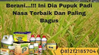 Berani...!!! Ini Dia Pupuk Padi Nasa Terbaik Dan Paling Bagus