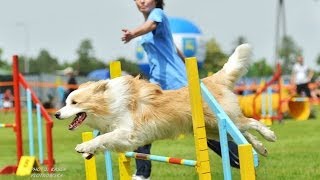 Кубок дружбы. Джампинг 3. Large