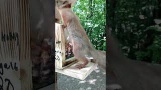 Бельчонок недоволен кормушкой / The squirrel is dissatisfied with the feeder