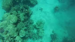 Club El Faraana Reef 4* Ras Um El Sid. Egypt