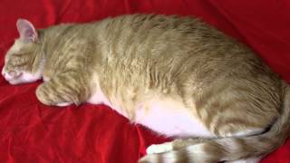 Cat Breating