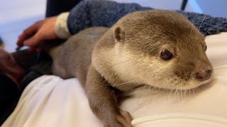 カワウソ等もふ×3な生き物達に囲まれて過ごす夜 Spend the night surrounded by otters and other fluffy creatures.
