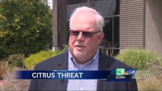 Asian Citrus psyllid causes quarantine of San Joaquin Co. crops