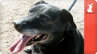 Unattractive black dog never had home - Unadoptables