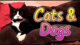 Cats & Dogs | Ein Haufen Hunde und Katzen :D