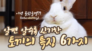 초보 토끼 키우기 (*ꆤ.̫ꆤ*) 알면 알수록 신기한 토끼의 특징 6가지! 일반인들은 잘 모르는 토끼의 비밀! 토끼 먹이, 토끼 이갈이, 토끼 발바닥, 토끼 발톱, 토끼 헤어볼 등