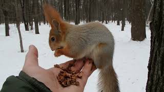 Покормил Длинноухого / Fed the Long - Eared
