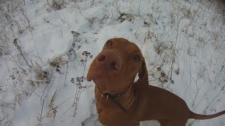 Венгерская выжла . Hungarian shorthaired vizsla