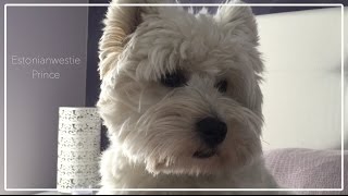 Westie life