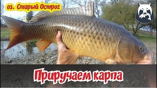 РУССКАЯ РЫБАЛКА 4! ПРИРУЧАЕМ КАРПА НА ОСТРОГЕ!