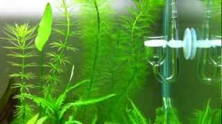 CO2 tự chế