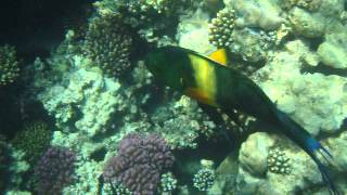 Перистохвостый хейлин.Broomtail wrasse. Cheilinus lunulatus...MPEG0034