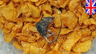 Бабушка обнаружила в кукурузных хлопьях мышь