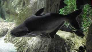 Пангасиус, Pangasius hypophthalmus, крупная аквариумная рыба из Вьетнама, океанариум спб