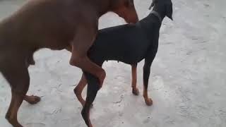 Doberman mating. Dog Mating Video. Animal Mating
