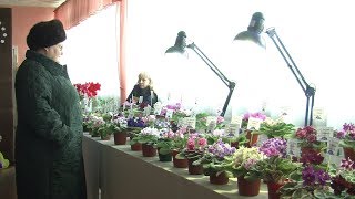 Виставка фіалок (Новини 05.03.2019)