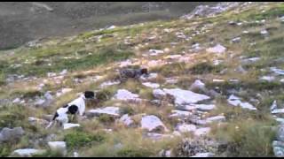 ΦΕΡΜΑ ΠΕΡΔΙΚΑΣ kurzhaar-pointer