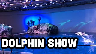 Dolphin show  ? | my first time |