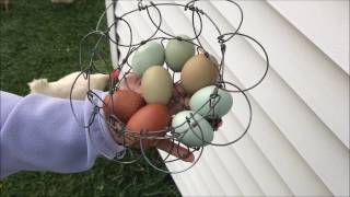 Olive Eggers   A Great Addition To Your Flock!
