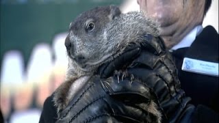 Raw: Punxsutawney Phil Sees Shadow, More Winter