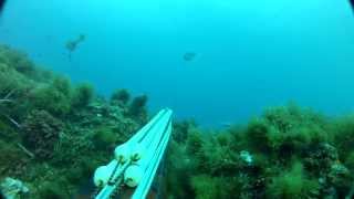 DENTONES - ELITE NATURAL FISHERS