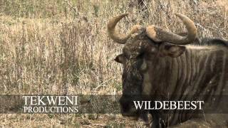 Wildebeest Stock Footage HD
