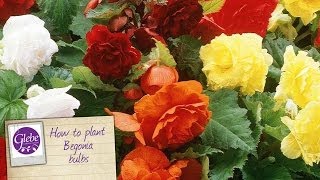 How to plant Begonias