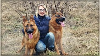 ОТЕЦ и СЫН. Zedy Zer и Akush (10 мес.) Father & Son German Shepherd