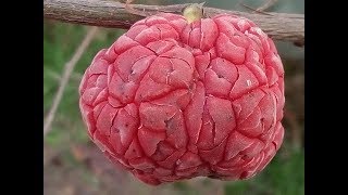 Вкус первых плодов кудрании ("клубничного" или "малинового" дерева)