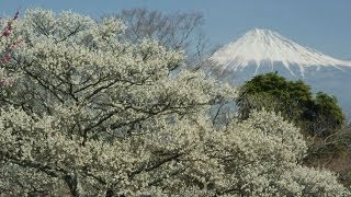 岩本山公園 梅と富士山 Plum Blossoms and Mt.Fuji ( Shot on RED EPIC )