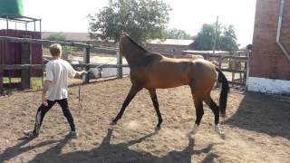 ООО "Ахалтекинец" Продажа ахалтекинских лошадей.Sales of Akhal-Teke horses http://akhaltekellc.com