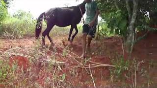 João passando aperto montando a egua no pelo