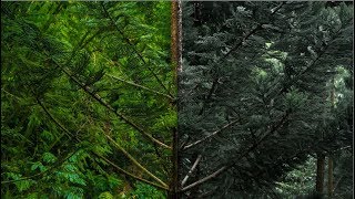 Preset Folk Green.. Gratis pastinya...