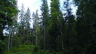 Тайга. Красотища. Рыбалка, Охота, тайга, сибирь, грибы, Красивый поджег, красноярск