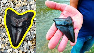 Megalodon Dişi Nasıl Bulunur ve Değeri Ne Kadardır?