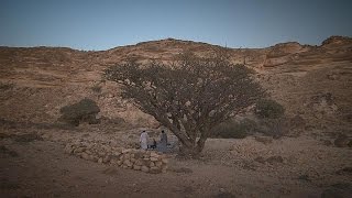 Omans Naturwunder: Wüste, Weihrauch und Tropenparadies - life
