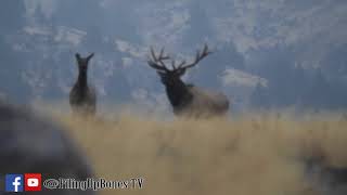 BIG BULL ELK -MASSIVE 7X9 335"+ BULL ELK
