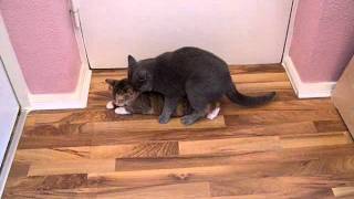 Katzendeckung (meine beiden Katzen) BKH + Hauskatze !!!