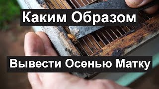 Пасека #96 Каким Образом Вывести Осенью Матку Пчеловодство для начинающих
